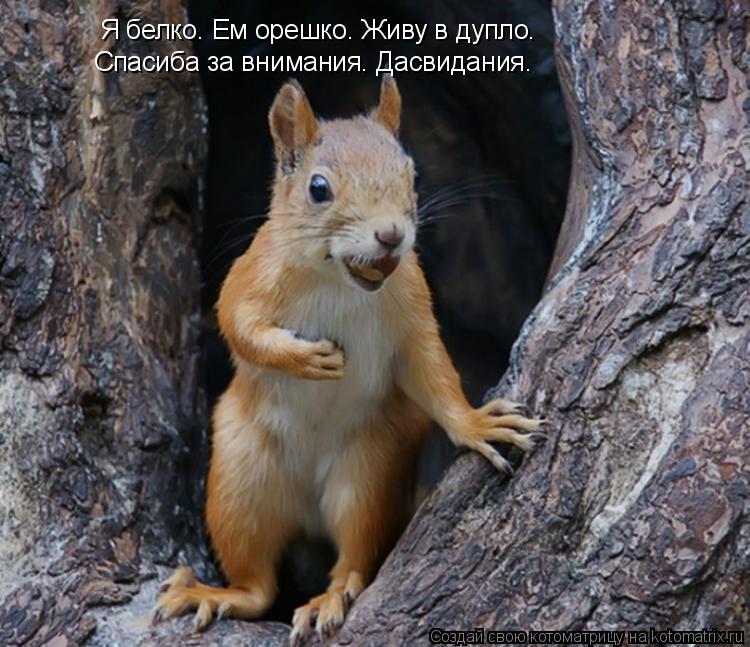 Я белко. Ем орешко. Живу в дупло. Спасиба за внимания. Дасвидания.... Котоматрица: Я белко. Ем орешко. Живу в дупло. Спасиба за внимания. Дасвидания.