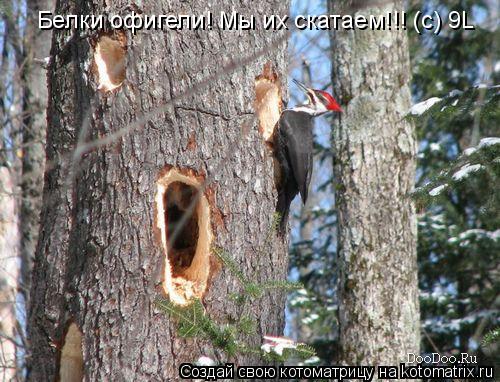 Белки офигели! Мы их скатаем!!! (с) 9L... Котоматрица: Белки офигели! Мы их скатаем!!! (с) 9L