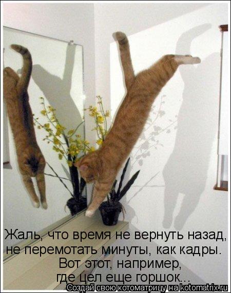 Жаль, что время не вернуть назад, не перемотать минуты, как кадры. Вот этот, например, где цел еще г... Котоматрица: Жаль, что время не вернуть назад, не перемотать минуты, как кадры. Вот этот, например, где цел еще горшок...