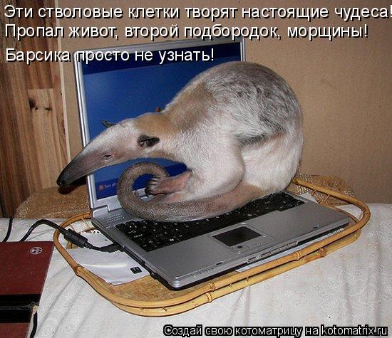 Эти стволовые клетки творят настоящие чудеса! Пропал живот, второй подбородок, морщины! Барсика прост... Котоматрица: Эти стволовые клетки творят настоящие чудеса! Пропал живот, второй подбородок, морщины! Барсика просто не узнать!