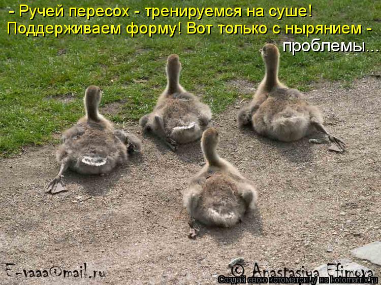- Ручей пересох - тренируемся на суше! проблемы... Поддерживаем форму! Вот только с нырянием -... Котоматрица: - Ручей пересох - тренируемся на суше! проблемы... Поддерживаем форму! Вот только с нырянием -