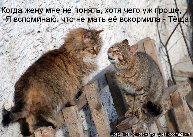 Когда жену мне не понять, хотя чего уж проще, Я вспоминаю, что не мать её вскормила - Тёща!... Котоматрица: Когда жену мне не понять, хотя чего уж проще, Я вспоминаю, что не мать её вскормила - Тёща!