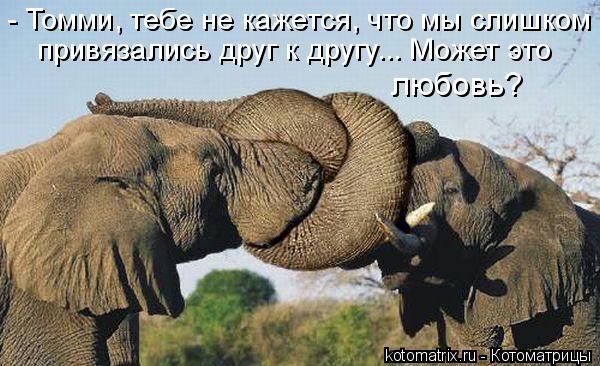 - Томми, тебе не кажется, что мы слишком привязались друг к другу... Может это любовь?... Котоматрица: - Томми, тебе не кажется, что мы слишком привязались друг к другу... Может это любовь?