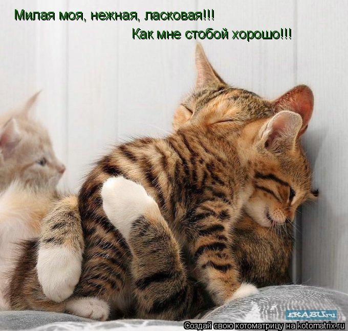 Котоматрица: Милая моя, нежная, ласковая!!!  Как мне стобой хорошо!!!