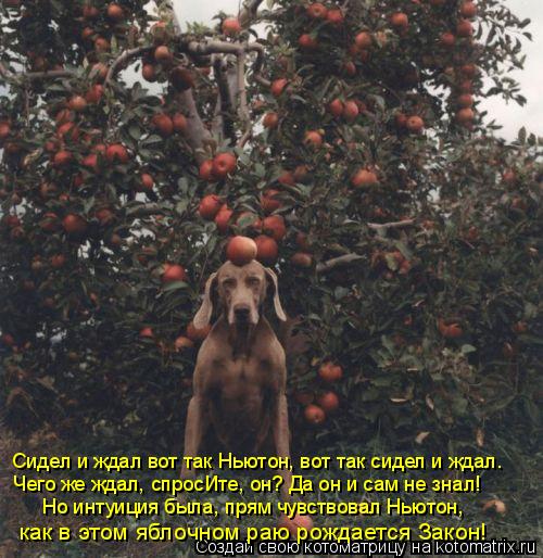 Чего же ждал, спросИте, он? Да он и сам не знал! Но интуиция была, прям чувствовал Ньютон, как в этом... Котоматрица: Чего же ждал, спросИте, он? Да он и сам не знал! Но интуиция была, прям чувствовал Ньютон, как в этом яблочном раю рождается Закон! Сидел и ждал