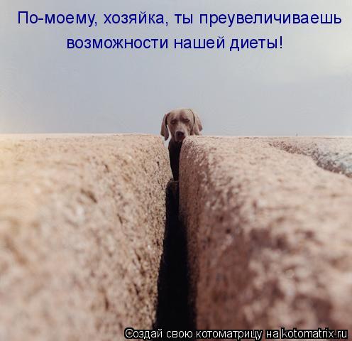 По-моему, хозяйка, ты преувеличиваешь возможности нашей диеты!... Котоматрица: По-моему, хозяйка, ты преувеличиваешь возможности нашей диеты!