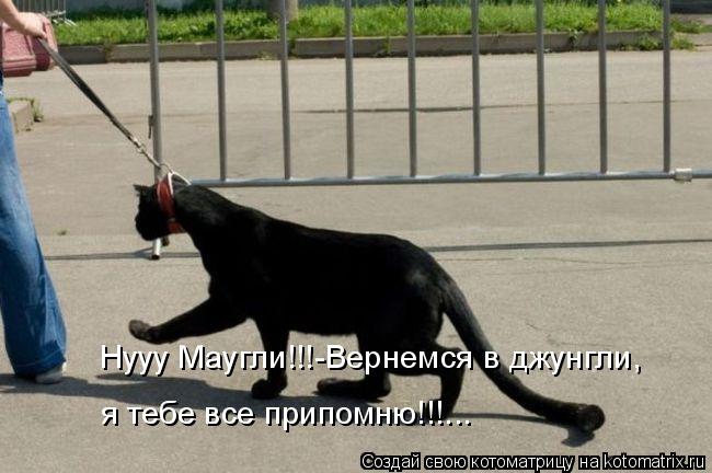 Нууу Маугли!!!-Вернемся в джунгли, я тебе все припомню!!!...... Котоматрица: Нууу Маугли!!!-Вернемся в джунгли, я тебе все припомню!!!...