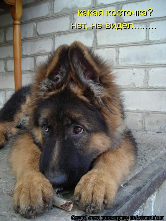какая косточка? нет, не видел........... Котоматрица: какая косточка? нет, не видел........