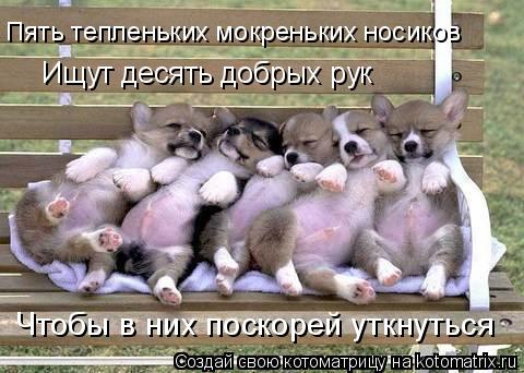 Пять тепленьких мокреньких носиков Ищут десять добрых рук Чтобы в них поскорей уткнуться... Котоматрица: Пять тепленьких мокреньких носиков Ищут десять добрых рук Чтобы в них поскорей уткнуться