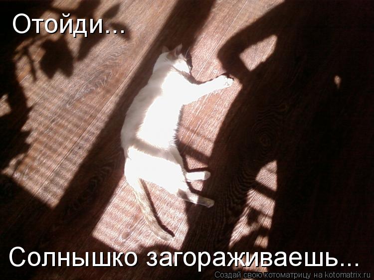 Отойди... Солнышко загораживаешь...... Котоматрица: Отойди... Солнышко загораживаешь...