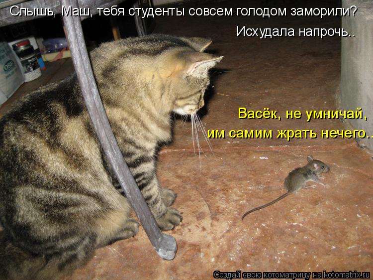 Слышь, Маш, тебя студенты совсем голодом заморили? Исхудала напрочь.. Васёк, не умничай, им самим жра... Котоматрица: Слышь, Маш, тебя студенты совсем голодом заморили? Исхудала напрочь.. Васёк, не умничай, им самим жрать нечего...
