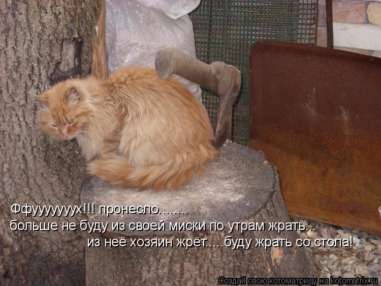 Котоматрица: Ффууууууух!!! пронесло........ больше не буду из своей миски по утрам жрать... из неё хозяин жрёт.....буду жрать со стола!
