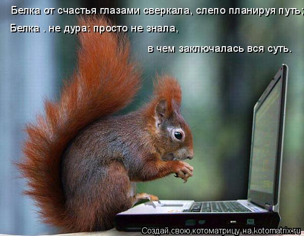 Белка от счастья глазами сверкала, слепо планируя путь; Белка – не дура: просто не знала, в чем заклю... Котоматрица: Белка от счастья глазами сверкала, слепо планируя путь; Белка – не дура: просто не знала, в чем заключалась вся суть.