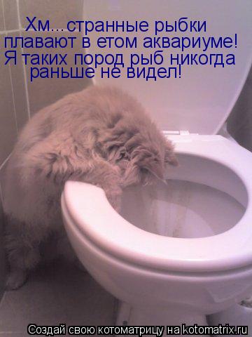 Котоматрица: Хм... странные рыбки плавают в етом аквариуме! Я таких пород рыб никогда раньше не видел!