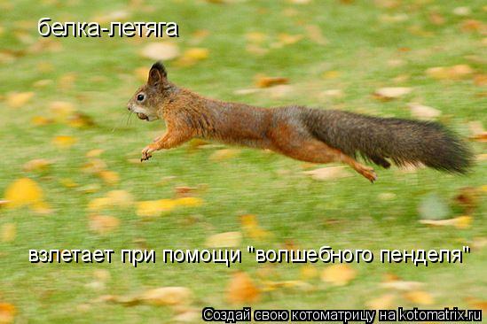 белка-летяга взлетает при помощи "волшебного пенделя"... Котоматрица: белка-летяга взлетает при помощи "волшебного пенделя"