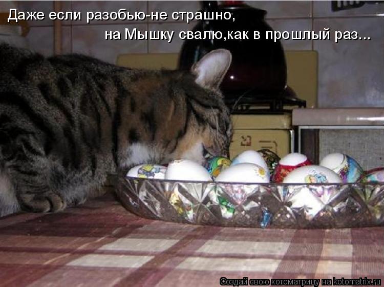 Даже если разобью-не страшно, на Мышку свалю,как в прошлый раз...... Котоматрица: Даже если разобью-не страшно, на Мышку свалю,как в прошлый раз...