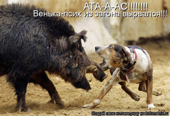 АТА-А-АС!!!!!!!! Венька-псих из загона вырвался!!!... Котоматрица: АТА-А-АС!!!!!!!! Венька-псих из загона вырвался!!!