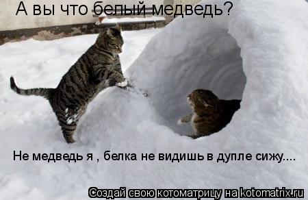 Котоматрица: А вы что белый медведь? Не медведь я , белка не видишь в дупле сижу.... Не медведь я , белка не видишь в дупле сижу....