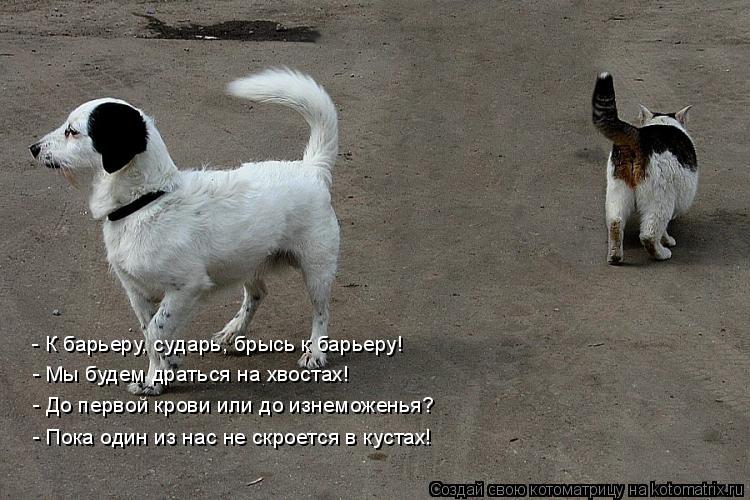 - К барьеру, сударь, брысь к барьеру! - Мы будем драться на хвостах! - До первой крови или до изнемож... Котоматрица: - К барьеру, сударь, брысь к барьеру! - Мы будем драться на хвостах! - До первой крови или до изнеможенья? - Пока один из нас не скроется в кустах