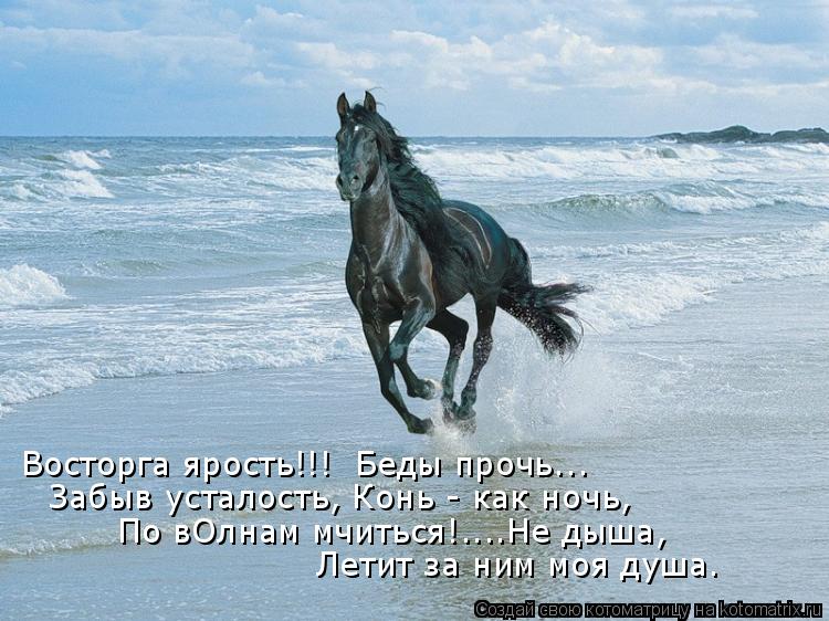 Восторга ярость!!! Беды прочь... Забыв усталость, Конь - как ночь, По вОлнам мчиться!....Не дыша, Ле... Котоматрица: Восторга ярость!!! Беды прочь... Забыв усталость, Конь - как ночь, По вОлнам мчиться!....Не дыша, Летит за ним моя душа.