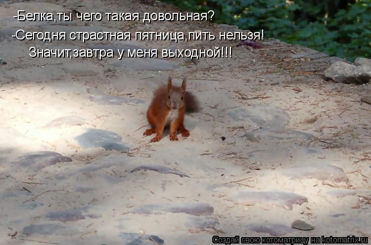 -Белка,ты чего такая довольная? -Сегодня страстная пятница,пить нельзя! Значит,завтра у меня выходной... Котоматрица: -Белка,ты чего такая довольная? -Сегодня страстная пятница,пить нельзя! Значит,завтра у меня выходной!!!
