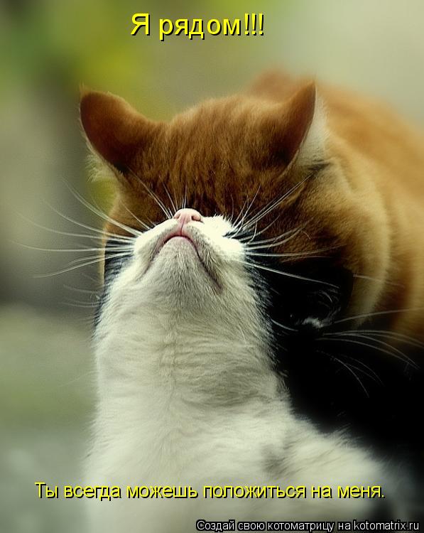 Ты всегда можешь положиться на меня. Я рядом!!!... Котоматрица: Ты всегда можешь положиться на меня. Я рядом!!!