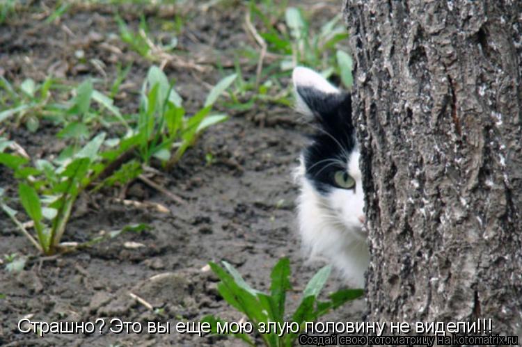 Страшно? Это вы еще мою злую половину не видели!!!... Котоматрица: Страшно? Это вы еще мою злую половину не видели!!!
