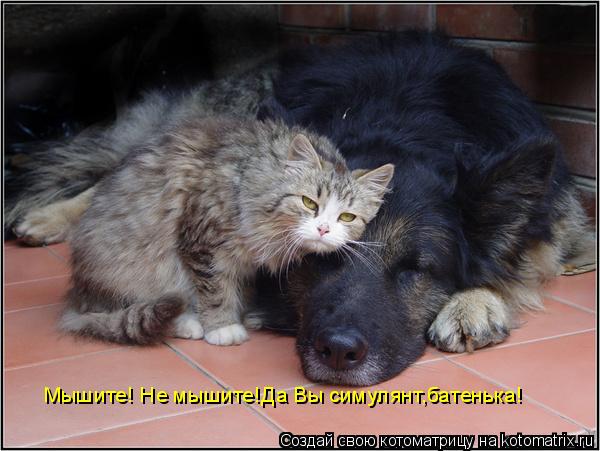 Мышите! Не мышите!Да Вы симулянт,батенька!... Котоматрица: Мышите! Не мышите!Да Вы симулянт,батенька!