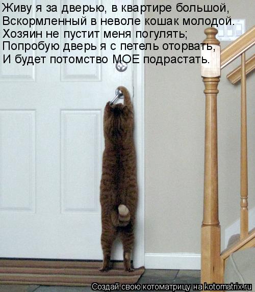 Вскормленный в неволе кошак молодой. Живу я за дверью, в квартире большой, Хозяин не пустит меня погу... Котоматрица: Вскормленный в неволе кошак молодой. Живу я за дверью, в квартире большой, Хозяин не пустит меня погулять; Попробую дверь я с петель оторват