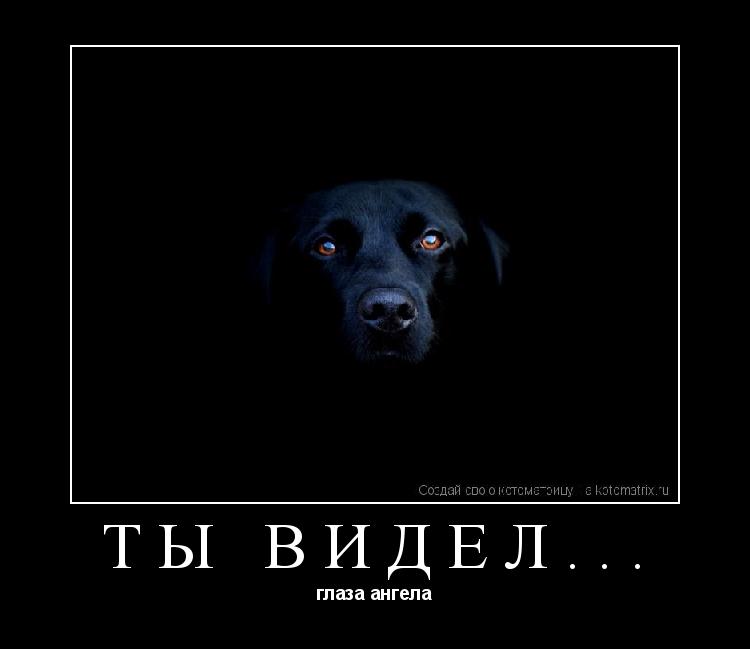 Котоматрица: ТЫ ВИДЕЛ... глаза ангела