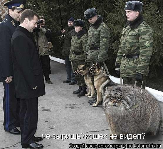 Котоматрица: че зыришь?кошек не видел?