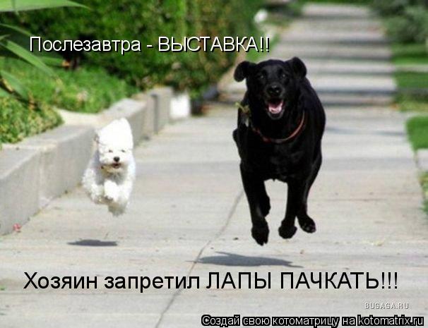 Хозяин запретил ЛАПЫ ПАЧКАТЬ!!! Послезавтра - ВЫСТАВКА!!... Котоматрица: Хозяин запретил ЛАПЫ ПАЧКАТЬ!!! Послезавтра - ВЫСТАВКА!!