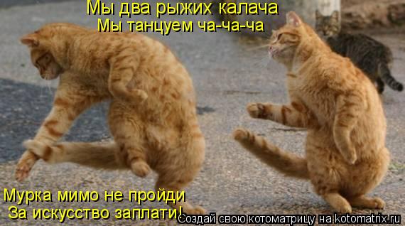 Мы два рыжих калача Мы танцуем ча-ча-ча Мурка мимо не пройди За искусство заплати!... Котоматрица: Мы два рыжих калача Мы танцуем ча-ча-ча Мурка мимо не пройди За искусство заплати!