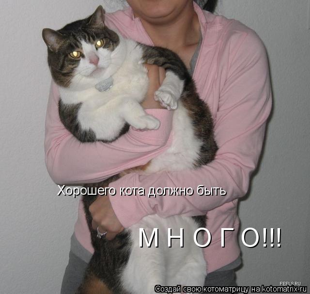 Хорошего кота должно быть М Н О Г О!!!... Котоматрица: Хорошего кота должно быть М Н О Г О!!!