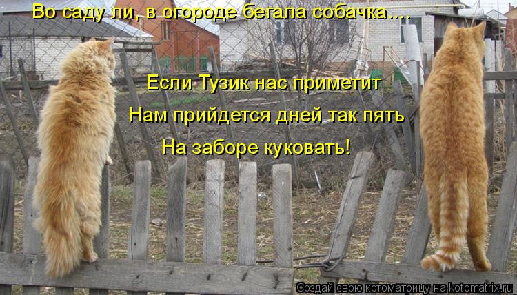 Котоматрица: Во саду ли, в огороде бегала собачка.... Если Тузик нас приметит Нам прийдется дней так пять На заборе куковать!