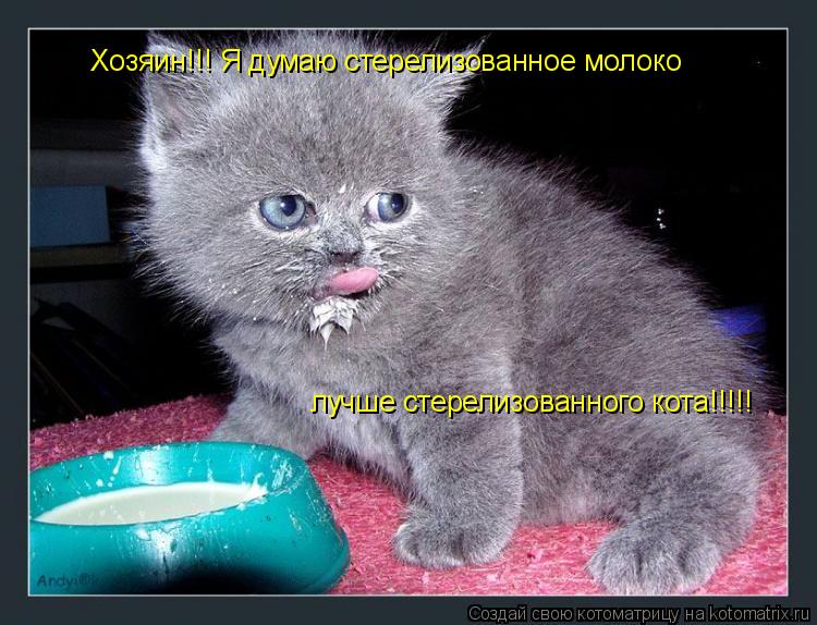 Хозяин!!! Я думаю стерелизованное молоко лучше стерелизованного кота!!!!!... Котоматрица: Хозяин!!! Я думаю стерелизованное молоко лучше стерелизованного кота!!!!!