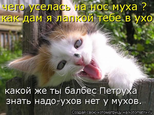 чего уселась на нос муха ? как дам я лапкой тебе в ухо какой же ты балбес Петруха знать надо-ухов нет... Котоматрица: чего уселась на нос муха ? как дам я лапкой тебе в ухо какой же ты балбес Петруха знать надо-ухов нет у мухов.