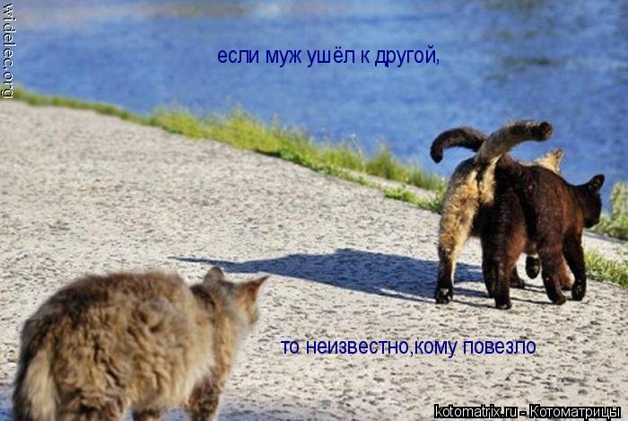 Котоматрица: если муж ушёл к другой , то неизвестно,кому повезло