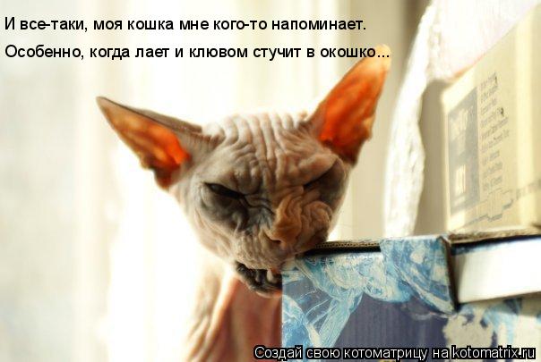 И все-таки, моя кошка мне кого-то напоминает. Особенно, когда лает и клювом стучит в окошко...... Котоматрица: И все-таки, моя кошка мне кого-то напоминает. Особенно, когда лает и клювом стучит в окошко...