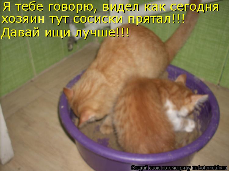 Котоматрица: Я тебе говорю, видел как сегодня  хозяин тут сосиски прятал!!! хозяин тут сосиски прятал!!! Давай ищи лучше!!! Давай ищи лучше!!!