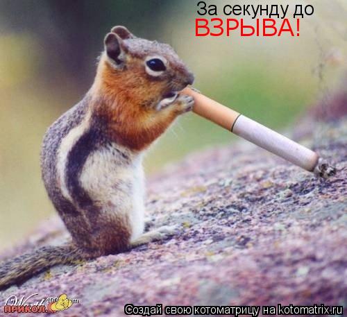 За секунду до ВЗРЫВА!... Котоматрица: За секунду до ВЗРЫВА!