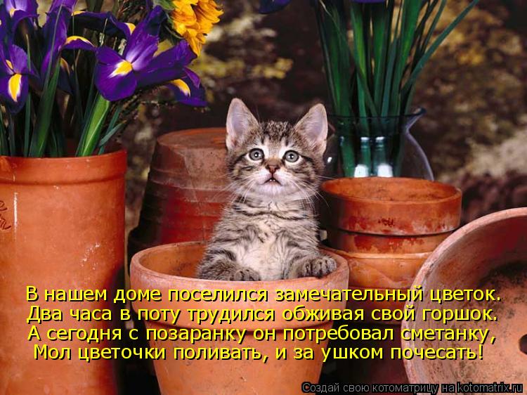 В нашем доме поселился замечательный цветок. Два часа в поту трудился обживая свой горшок. А сегодня ... Котоматрица: В нашем доме поселился замечательный цветок. Два часа в поту трудился обживая свой горшок. А сегодня с позаранку он потребовал сметанку, Мо