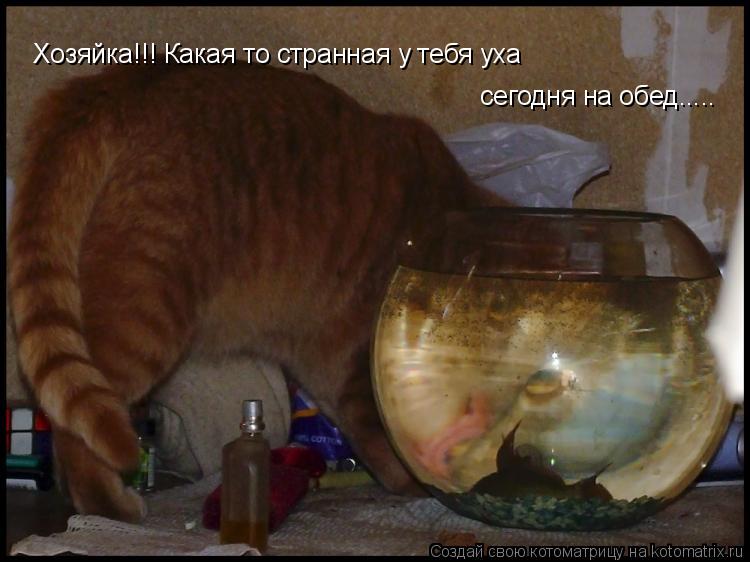 Хозяйка!!! Какая то странная у тебя уха сегодня на обед........ Котоматрица: Хозяйка!!! Какая то странная у тебя уха сегодня на обед.....