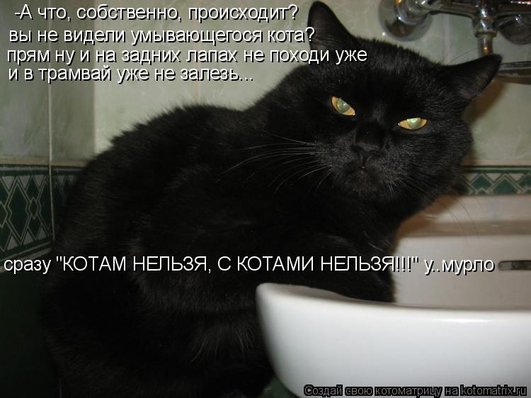 Котоматрица: -А что, собственно, происходит? вы не видели умывающегося кота? прям ну и на задних лапах не походи уже и в трамвай уже не залезь... сразу "КОТА