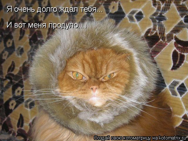 Я очень долго ждал тебя... И вот меня продуло....... Котоматрица: Я очень долго ждал тебя... И вот меня продуло....