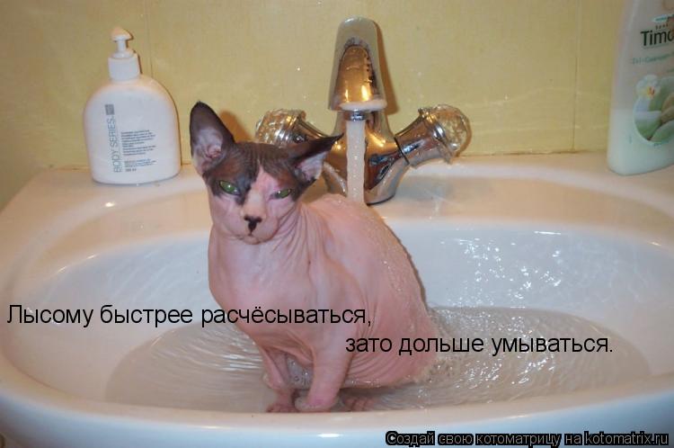 Лысому быстрее расчёсываться, зато дольше умываться.... Котоматрица: Лысому быстрее расчёсываться, зато дольше умываться.