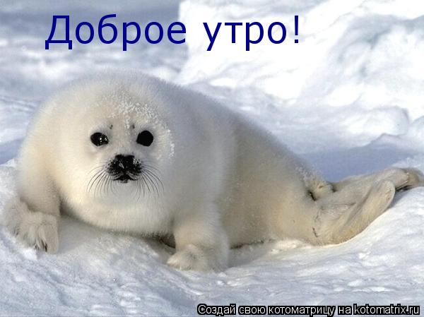 Котоматрица: Доброе утро!