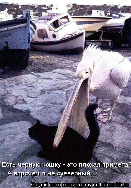 А впрочем я не суеверный... Есть черную кошку - это плохая примета?... Котоматрица: А впрочем я не суеверный... Есть черную кошку - это плохая примета?