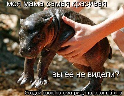 Котоматрица: моя мама самая красивая вы её не видели?