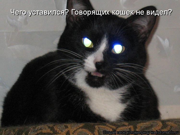 Котоматрица: Чего уставился? Говорящих кошек не видел?